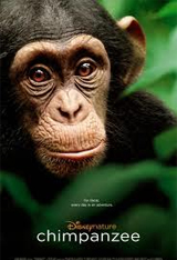 Chimpanzee